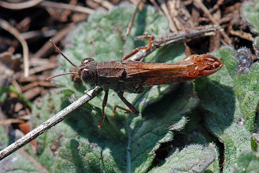 Calliptamus sp. maschio